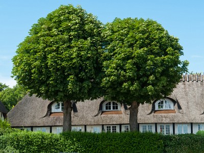 Calhoun tree service