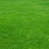 4 Reasons To Invest In Professional Lawn Care This Summer